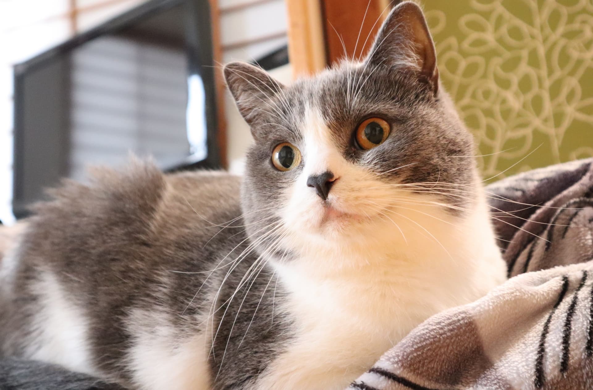ハチワレ猫 かわいい 性格花マル!ハチワレ白ソ」東京都 - 猫